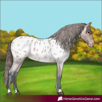 Horse Color:Bay Roan Appaloosa
