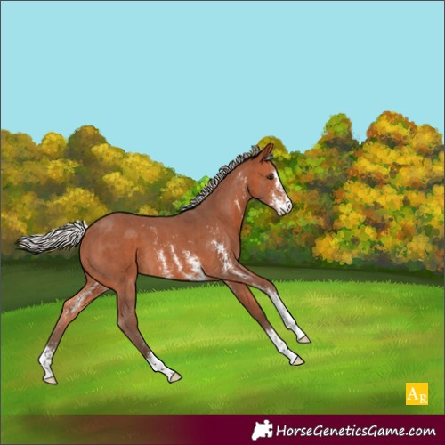 Horse Color:Silver Bay Sabino