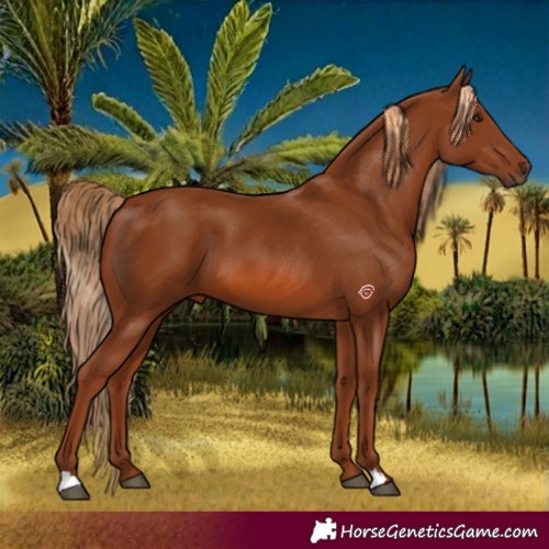 Horse Color:Chestnut 