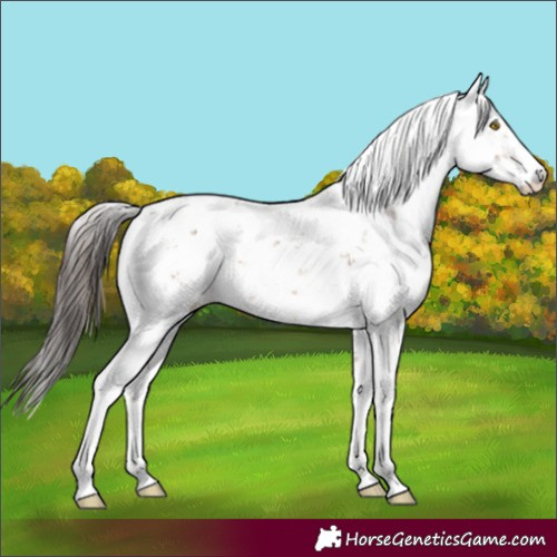 Horse Color:Sable Champagne Sabino 