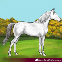 Horse Color:Sable Champagne Sabino 