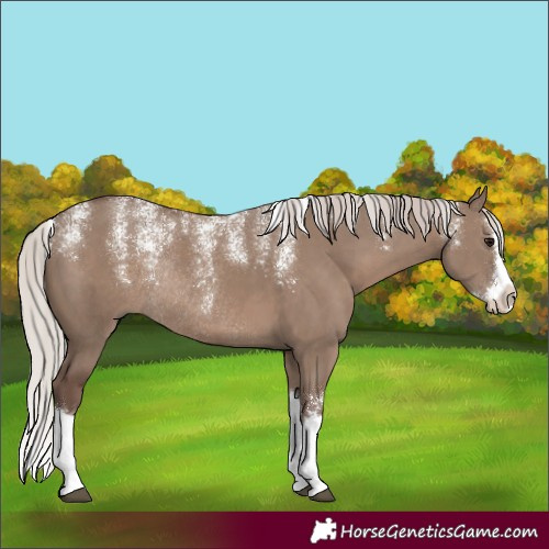 Horse Color:Powder White Silver Grullo Splash Rabicano 