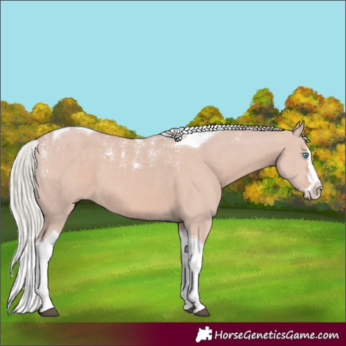 Horse Color:Powder White Silver Grullo Splash Tobiano Rabicano