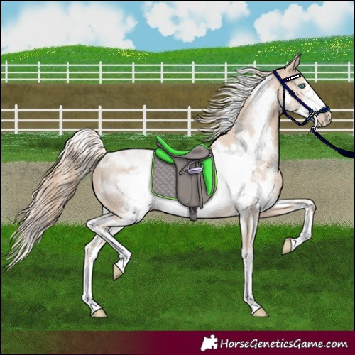 Horse Color:White Spotted Smoky Creme Sabino Frame Rabicano