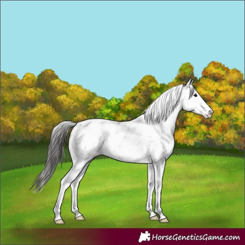 Horse Color:Grullo Sabino Blanket 
