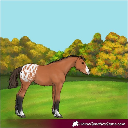 Horse Color:Bay Appaloosa 