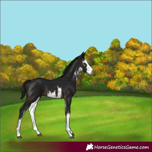 Horse Color:Gray White Spotted Bay 