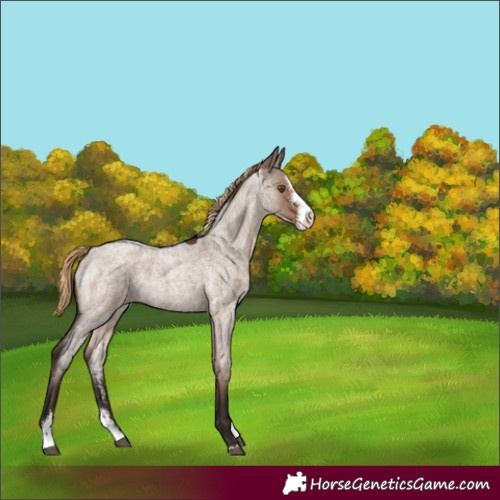 Horse Color:Liver Red Dun Roan Sabino