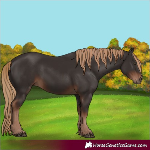 Horse Color:Liver Chestnut Rabicano