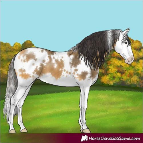 Horse Color:White Spotted Buckskin Splash 