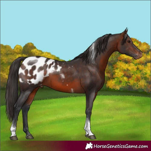 Horse Color:Brown Tobiano Blanket 