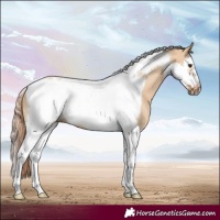 Horse Color:Red Dun Splash Tobiano Frame