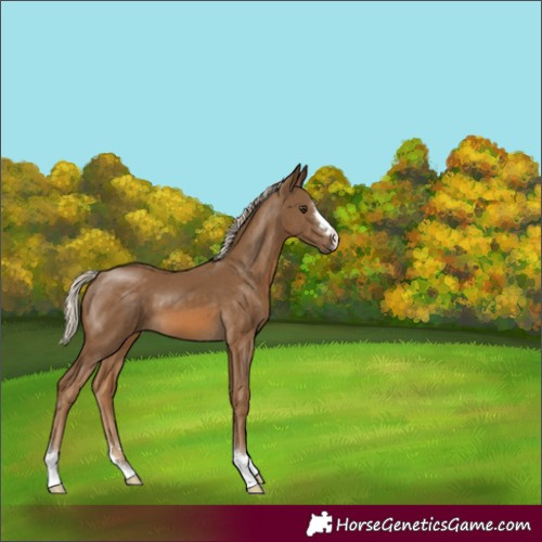Horse Color:Chocolate Palomino 