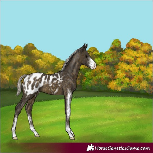 Horse Color:Silver Buckskin Sabino Appaloosa 