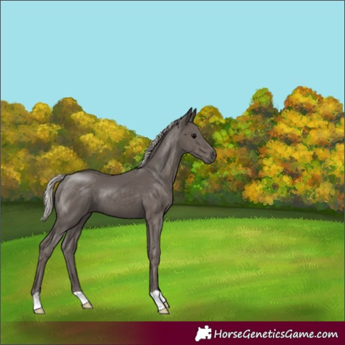 Horse Color:Silver Black 