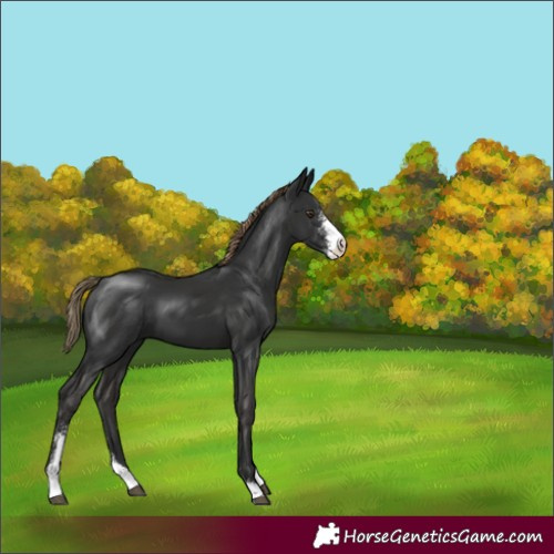 Horse Color:Liver Chestnut Sabino