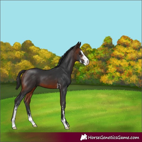 Horse Color:Brown Sabino 
