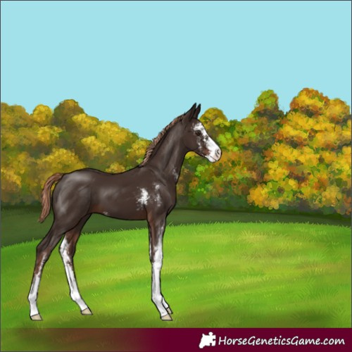 Horse Color:Liver Chestnut Sabino 