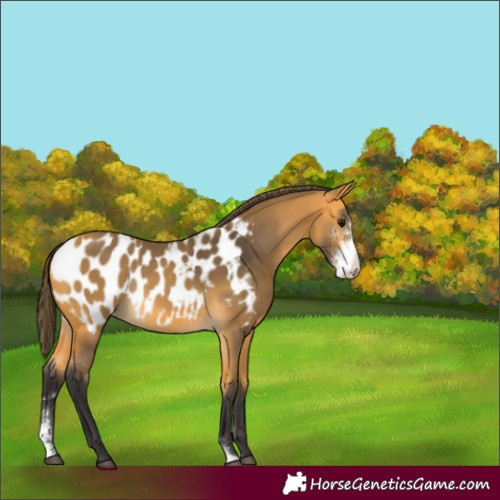 Horse Color:Buckskin Sabino Appaloosa Rabicano 