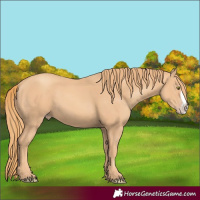 Horse Color:Gold Champagne Frame 