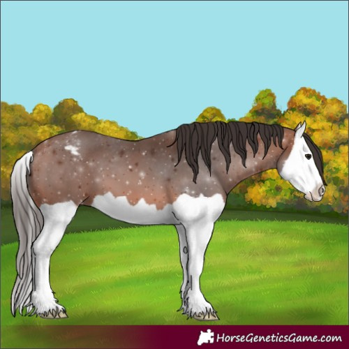 Horse Color:Bay Splash Appaloosa 