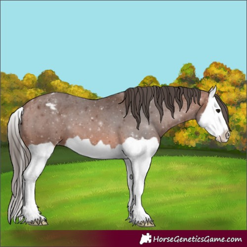 Horse Color:Bay Splash Blanket 