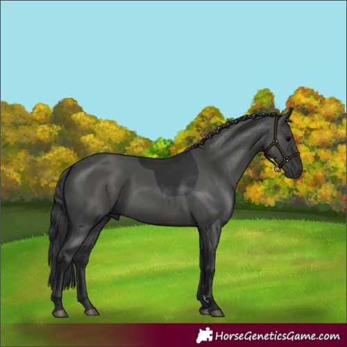 Horse Color:Black 