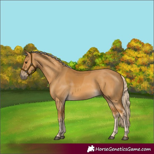 Horse Color:Palomino 
