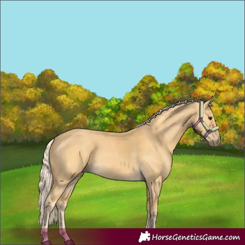 Horse Color:Palomino