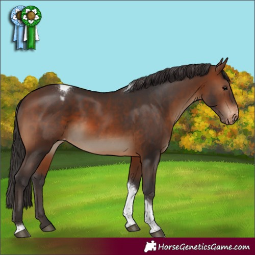 Horse Color:Brown Tobiano Appaloosa 