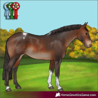 Horse Color:Brown Tobiano Appaloosa