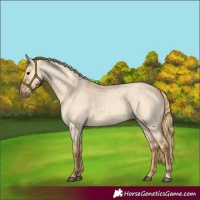 Horse Color:Red Dun Roan 