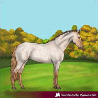 Horse Color:Red Dun Roan