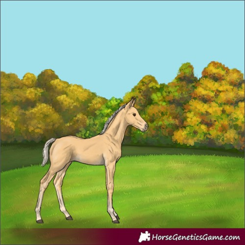 Horse Color:Palomino