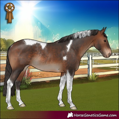 Horse Color:Brown Tobiano Appaloosa Rabicano