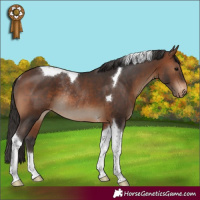 Horse Color:Brown Tobiano Appaloosa Rabicano 