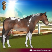 Horse Color:Brown Tobiano Appaloosa Rabicano