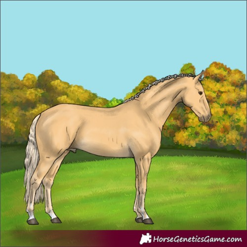 Horse Color:Palomino 
