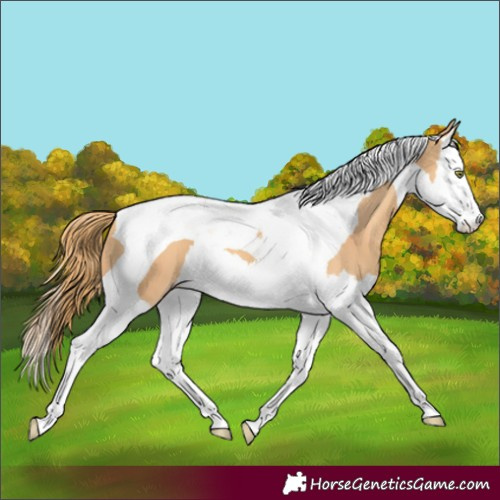 Horse Color:Gold Champagne Splash Tobiano 