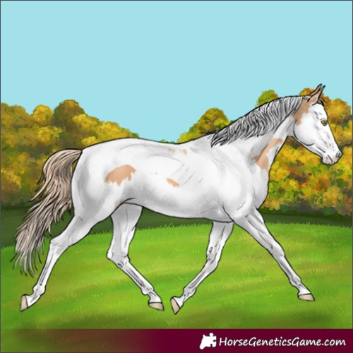 Horse Color:Gold Champagne Splash Tobiano