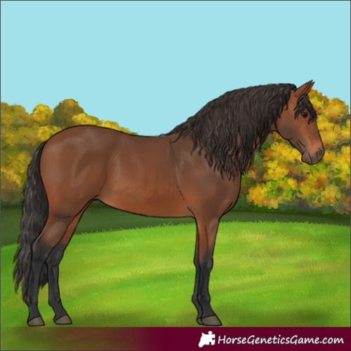 Horse Color:Bay 