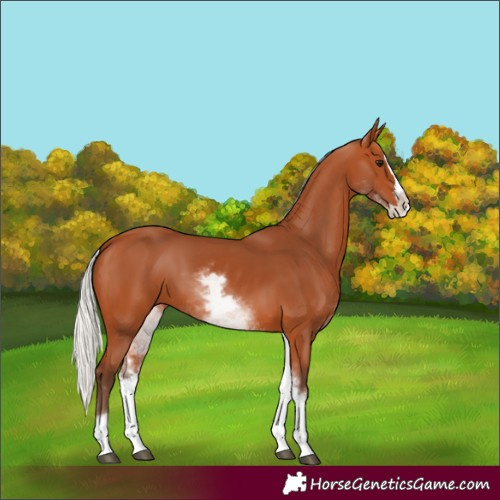 Horse Color:White Spotted Silver Bay Splash 