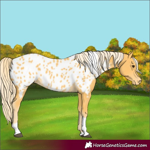 Horse Color:Palomino Tobiano Appaloosa 