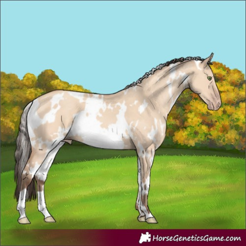 Horse Color:White Spotted Amber Champagne Dun 