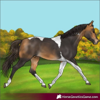 Horse Color:Buckskin Tobiano