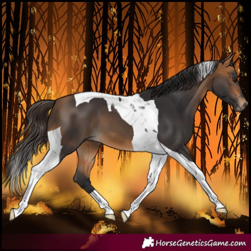 Horse Color:Buckskin Tobiano 