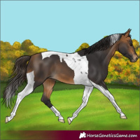 Horse Color:Buckskin Tobiano 