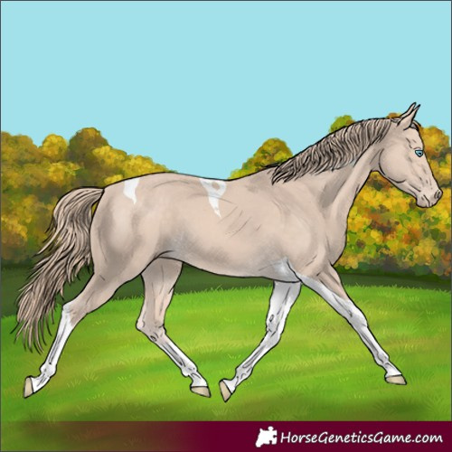 Horse Color:Perlino Tobiano 