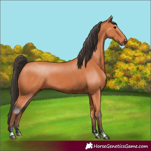 Horse Color:Bay 
