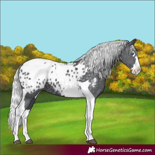 Horse Color:Silver Black Chinchilla Splash Tobiano Appaloosa 